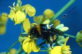 Bumblebee transponder