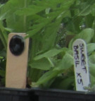 Connected Seeds Sensors